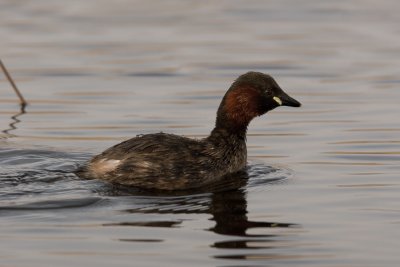 Little Grebe  (Tachybaptus ruficollis)