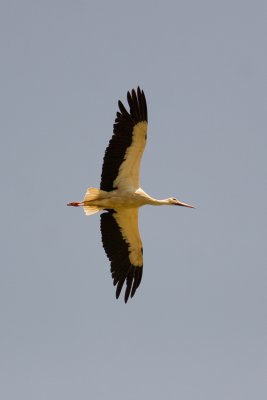 White Stork (Circonia circonia)