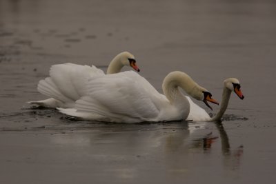 Mute Swan (Cygnus olor)