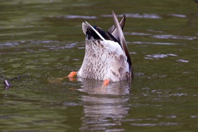 Mallard (Anas platyrhynchos)