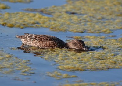 Teal (Anas crecca)