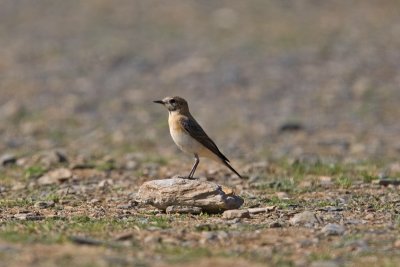 Black-eared Wheatear  (Oenanthe hispanica)