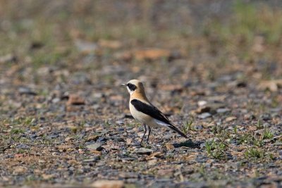 Black-eared Wheatear  (Oenanthe hispanica)