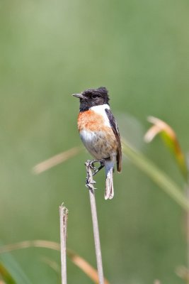 Stonechat  (Saxicola torquata)