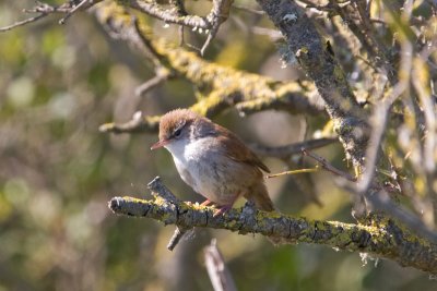 Cetti's Warbler  (Cettia cetti)