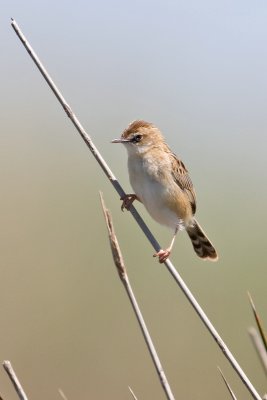 Fan-tailed Warbler (Cisticola juncidis)