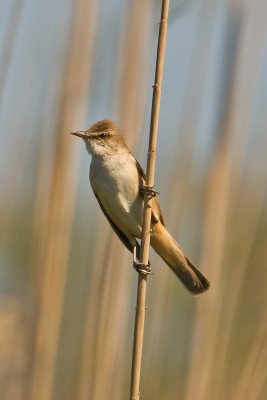 Great Reed Warbler (Acrocephalus arundinaceus)