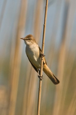 Great Reed Warbler  (Acrocephalus arundinaceus)