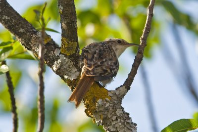 Short-toed Treecreeper  (Certhia brachydactyla)