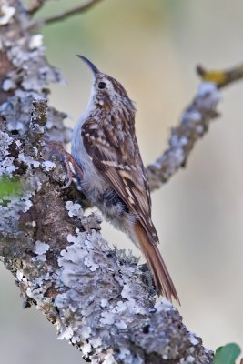 Short-toed Treecreeper  (Certhia brachydactyla)