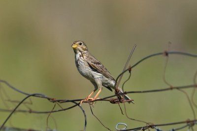 Corn Bunting  (Miliaria calandra)