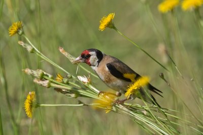 Goldfinch  (Carduelis carduelis)
