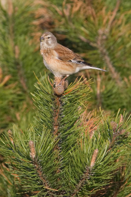 g3/96/890696/3/121515010.0fwaseIK.jpg