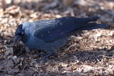 Jackdaw (Corvus monedula)