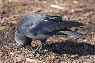 Jackdaw (Corvus monedula)
