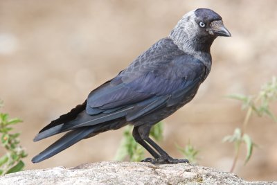 Jackdaw (Corvus monedula)