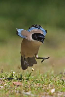 Azure-winged Magpie (Cyanopica cyana)