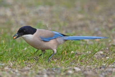 Azure-winged Magpie (Cyanopica cyana)