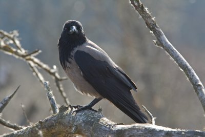 Hooded Crow (Corvus cornix)