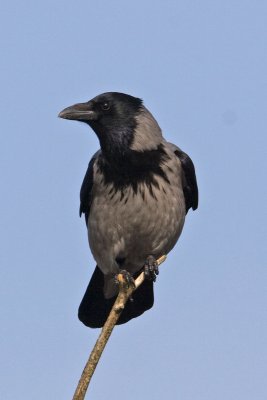 Hooded Crow (Corvus cornix)