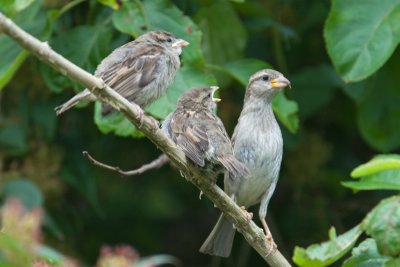 House Sparrow (Passer domesticus)