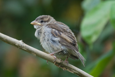 House Sparrow (Passer domesticus)