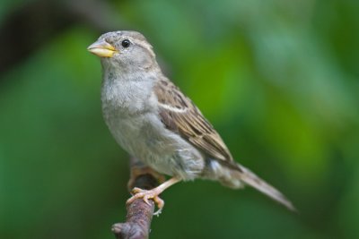 House Sparrow (Passer domesticus)