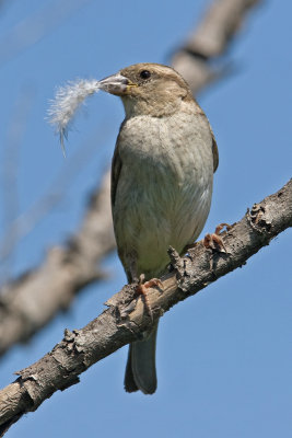 House Sparrow  (Passer domesticus)
