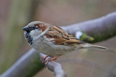 House Sparrow (Passer domesticus)
