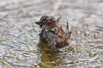 House Sparrow (Passer domesticus)