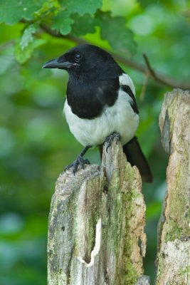 Magpie (Pica pica)