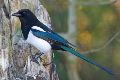 Magpie (Pica pica)