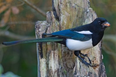 Magpie (Pica pica)