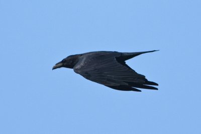 Raven (Corvus corax)