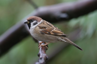 Tree Sparrow (Passer montanus)