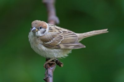 Tree Sparrow (Passer montanus)