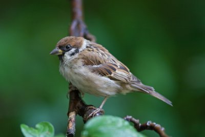 Tree Sparrow (Passer montanus)