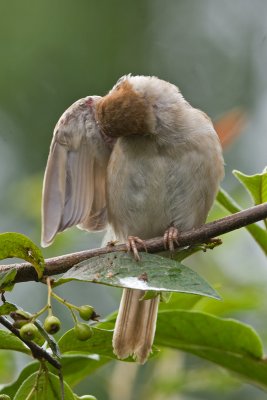 Tree Sparrow (Passer montanus)