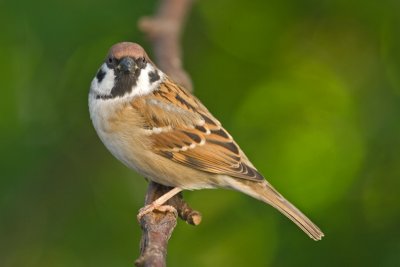 Tree Sparrow (Passer montanus)