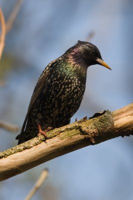 Starling (Sturnus vulgaris)