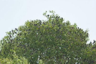 Starling (Sturnus vulgaris)