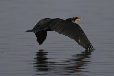 Cormorant  (Phalacrocorax carbo)