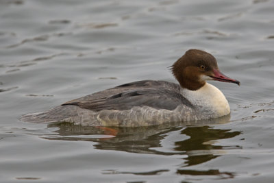 Goosander  (Mergus merganser)