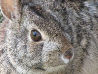 Lapin