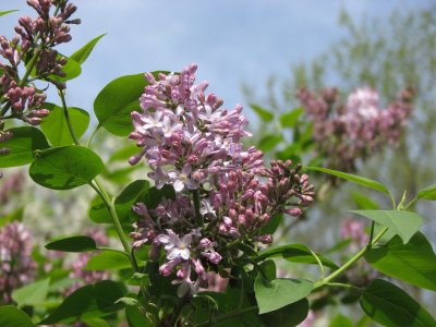 Lilac