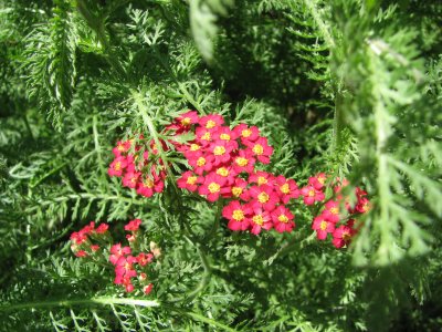 Small Flowers