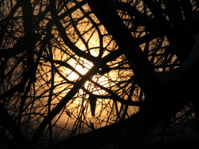 Tangled up in Winter