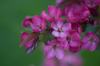 Crab apple 2 - Version 2.jpg