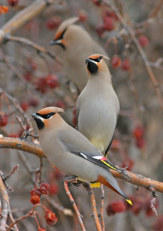 bohemian-waxwing-IV.jpg