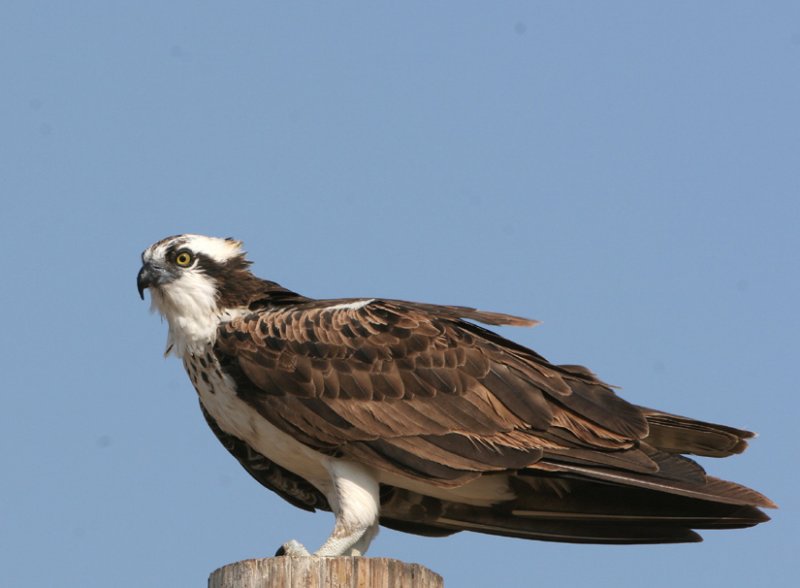 Osprey   7 Sep 06   IMG_9520.jpg